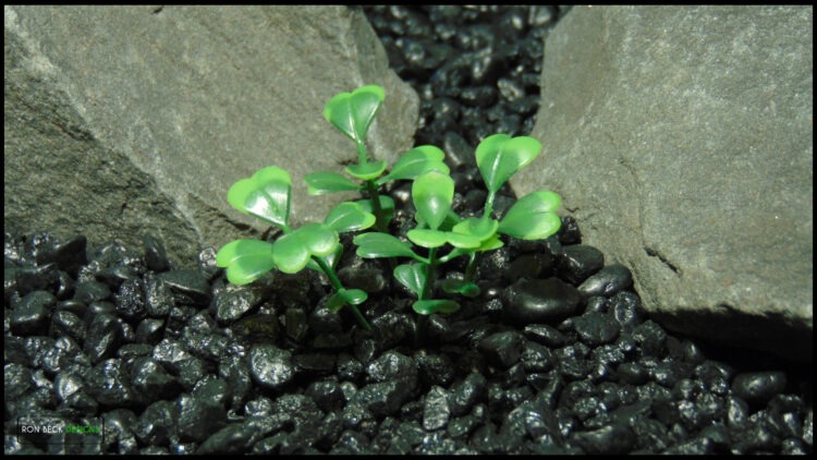 Artificial Boxwood Bushes - Reptile Plant - prp615 6