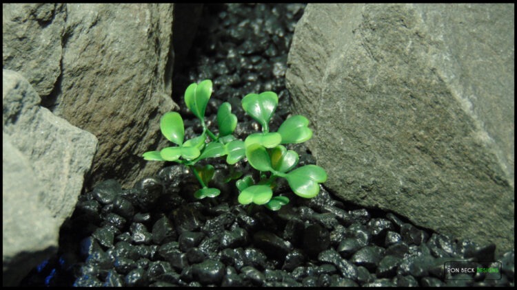 Artificial Boxwood Bushes - Reptile Plant - prp615 7