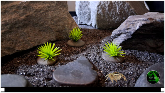 Artificial Mini Pine Bushes on pebbles - Jumping Spider decor JS607 2