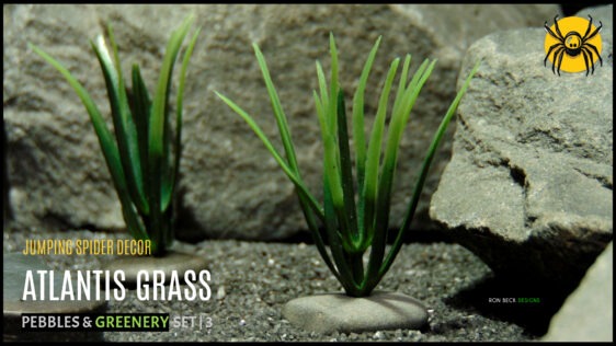 Atlantis grass with pebbles-set 3-jumping spider reptile decor-js603