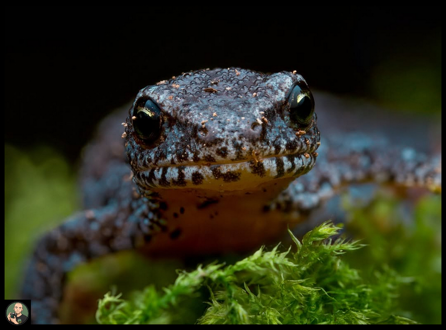 Mountain Newt 1 Mountain newt _ instagram.com emakaero-