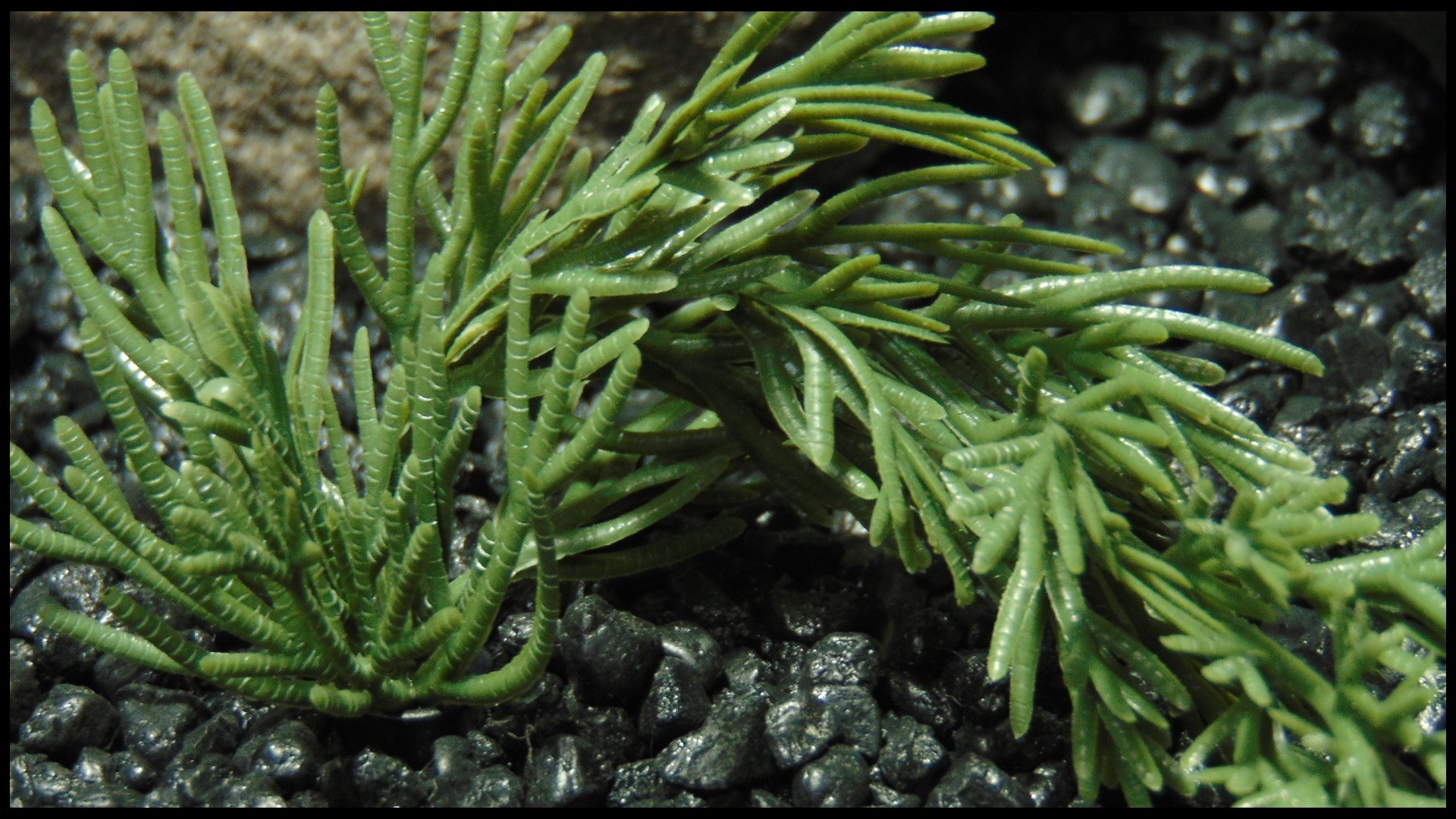 Artificial Monterey Cypress Bush - Reptile Snake Decor prp599 5