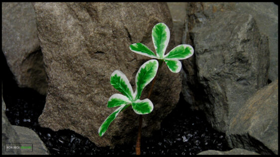 sml cu2 Artificial Silk Madagascar Almond Plant - Ron Beck Designs -fotor-2025111112247