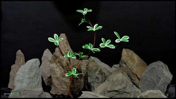 xl Artificial Silk Madagascar Almond Plant - Ron Beck Designs -fotor-2025111111746