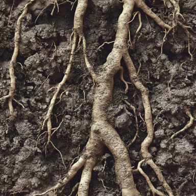 Roots and dirt backgrounds – Reptile Spider Snake Aquarium Nano Tank 3