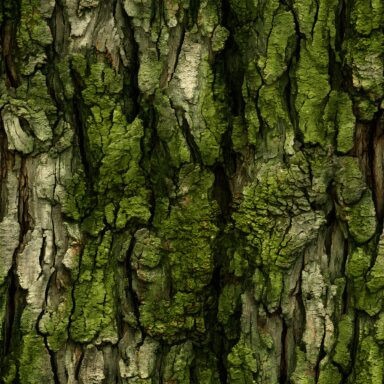 Bark Textures Seamless (10)