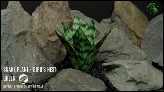 Artificial Bird's Nest Snake Plant green prp634