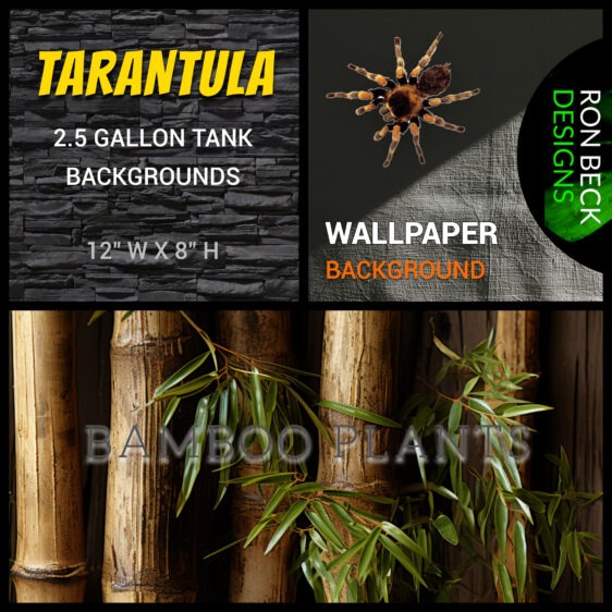 Bamboo Tarantula enclosure background | 2.5 Gallon Tank