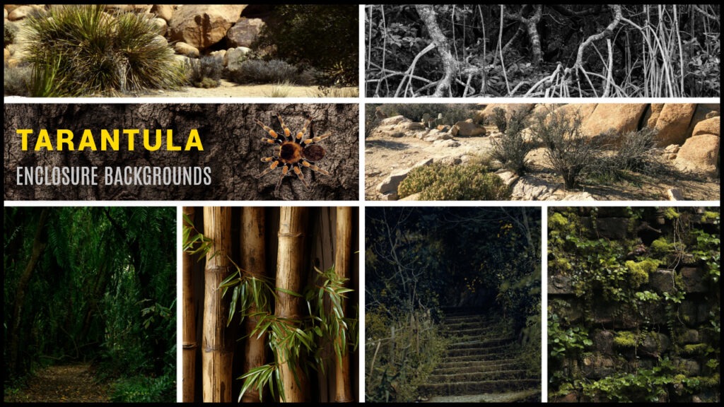 Tarantula enclosure backgrounds wallpaper