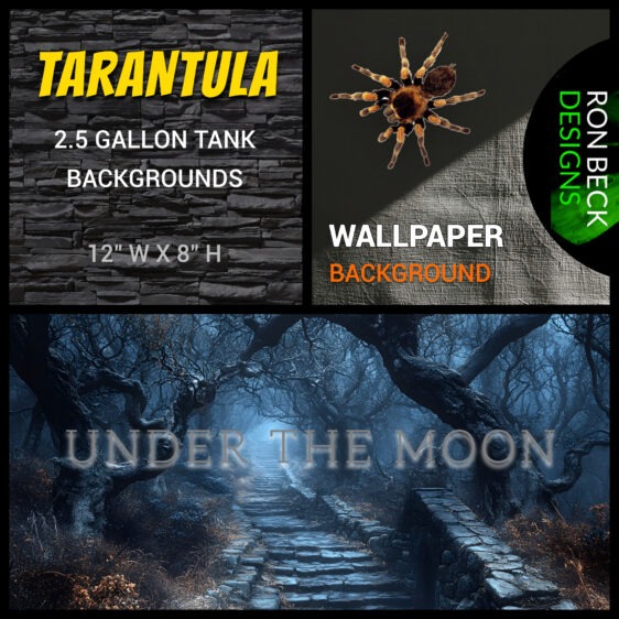 Under the moon Tarantula enclosure background wallpaper