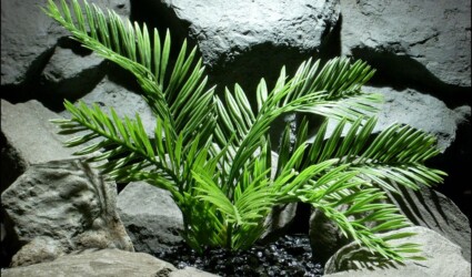 plastic reptile snake habitat plant cycas palm custom | ron beck designs