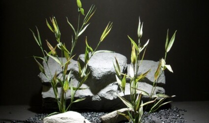 aquarium plants aged bamboo pap198 ron beck designs