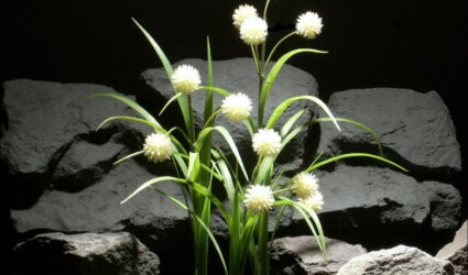 aquarium plants Allium plot parp046 ron beck designs