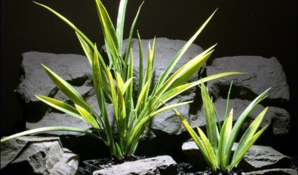 Design Portfolio Reptile Plants & Succulents 101 plastic aquarium plants arrowhead grass parp060 plstc. ron beck designs