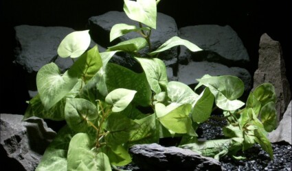 Design Portfolio Reptile Plants & Succulents 85 aquarium plants arrowhead philo vgtd. srp050 ron beck designs