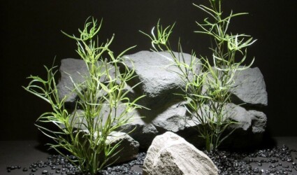 aquarium plants asparagus spray pap199 ron beck designs aquarium plants asparagus spray pap199 ron beck designs