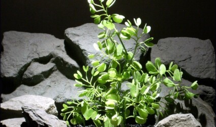 plastic aquarium plants bauhinia spray parp069 plstc. ron beck designs