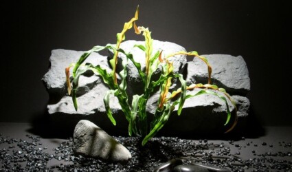 Design Portfolio Reptile Plants & Succulents 217 aquarium plants bush birds nest red tip pap173 plstc. ron beck designs