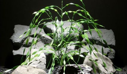aquarium plants cork screw grass parp040 plstc. ron beck designs aquarium plants cork screw grass parp040 plstc. ron beck designs