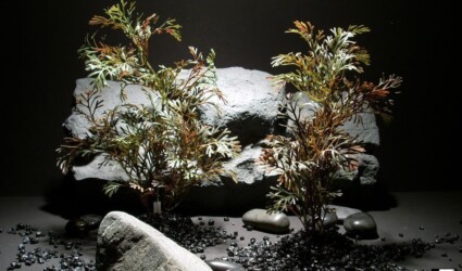Design Portfolio Aquarium Decor Plants 121 plastic aquarium plants dried look grass spray pap179 plastic. ron beck designs