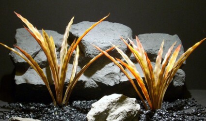 aquarium plants fall blades pap192 ron beck designs aquarium plants fall blades pap192 ron beck designs