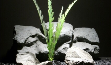 aquarium plants feather fern parp043 ron beck designs aquarium plants feather fern parp043 ron beck designs