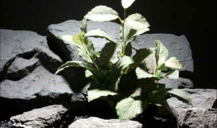silk aquarium plants fitonia bush sarp042 ron beck designs
