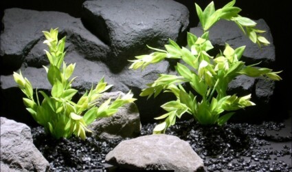 aquarium plants flame grass set parp002 plastic ron beck designs aquarium plants flame grass set parp002 plastic ron beck designs