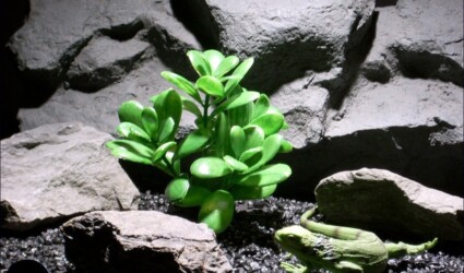 plastic reptile plants jade bush parp034 ron beck designs plastic reptile plants jade bush parp034 ron beck designs