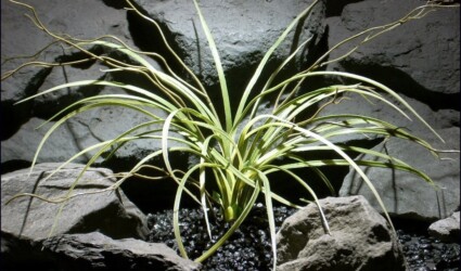 plastic aquarium plants | mad grass #parp073 | $9.99 plastic aquarium plants | mad grass