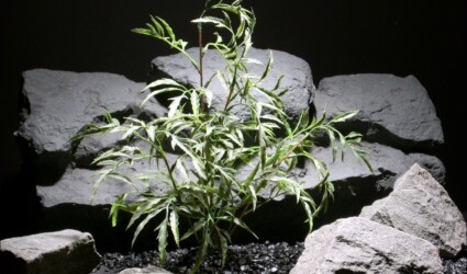 aquarium plants ming arailia parp022 plastic ron beck designs aquarium plants ming arailia parp022 plastic ron beck designs