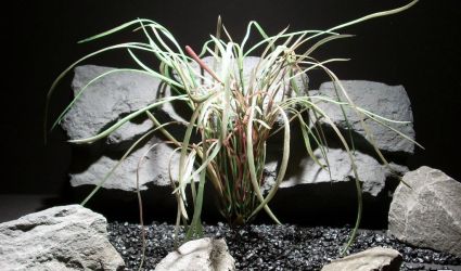 aquarium plants pearl grass red grn pap190 ron beck designs aquarium plants pearl grass red grn pap190 ron beck designs