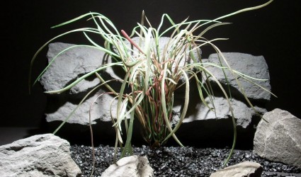 aquarium plants pearl grass red grn pap190 ron beck designs aquarium plants pearl grass red grn pap190 ron beck designs