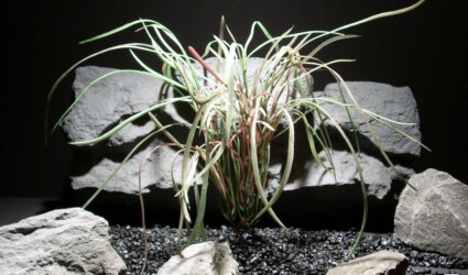 aquarium plants pearl grass red grn pap190 ron beck designs aquarium plants pearl grass red grn pap190 ron beck designs