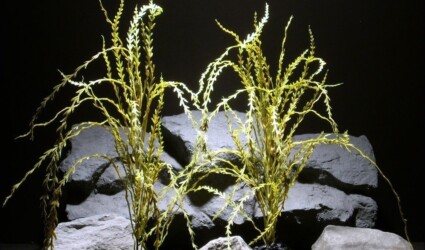 aquarium plants seaweed parp025 plastic ron beck designs aquarium plants seaweed parp025 plastic ron beck designs