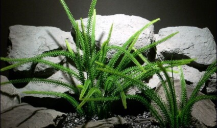 aquarium plants tail grass pap063 plstc. ron beck designs