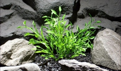 Design Portfolio Aquarium Decor Plants 111 aquarium plants thyme bush parp051 plstc. ron beck designs