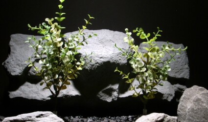 plastic aquarium plants boxwood bush pair pap187 plastic ron beck designs plastic aquarium plants boxwood bush pair pap187 plastic ron beck designs