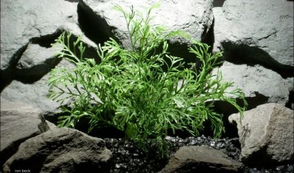 plastic aquarium plants dill grass pap078 ron beck designs plastic aquarium plants dill grass pap078 ron beck designs