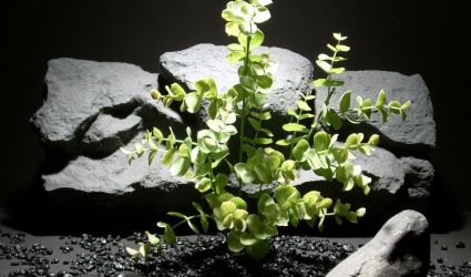 plastic aquarium plants eucalyptus pap168, plastic, ron beck designs plastic aquarium plants eucalyptus pap168, plastic, ron beck designs