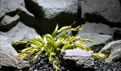 plastic aquarium plants tea dried look flame grass pap083 plastic aquarium plants tea dried look flame grass pap083