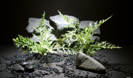 Design Portfolio Reptile Plants & Succulents 97 plastic aquarium plants thistle fern pap167 plastic. ron beck designs