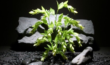 plastic flaming grn grass pap158, plastic, ron beck designs plastic aquarium plant: flaming grn grass pap158, plastic, ron beck designs