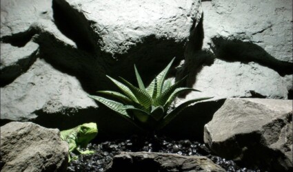 reptile habitat plant | aloe #psc082 | $8.99 reptile habitat plant aloe