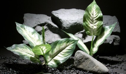 silk reptile habitat plants: Dieffenbachia Leaves pair sap325 silk ron beck designs reptile habitat plants Dieffenbachia Leaves pair sap325 silk ron beck designs