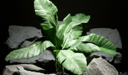 Design Portfolio Reptile Plants & Succulents 87 reptile habitat plants banana leaves srp032 silk ron beck designs.jpg