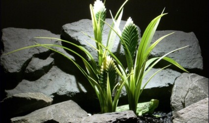 Design Portfolio Reptile Plants & Succulents 88 reptile habitat plants Bromeliad cream grn prp065 plstc. ron beck designs.