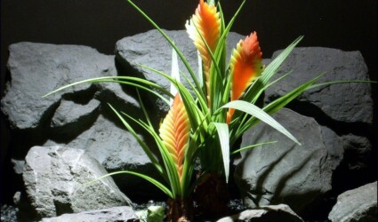 Design Portfolio Reptile Plants & Succulents 89 reptile habitat plants Bromeliad prp061 plstc. ron beck designs