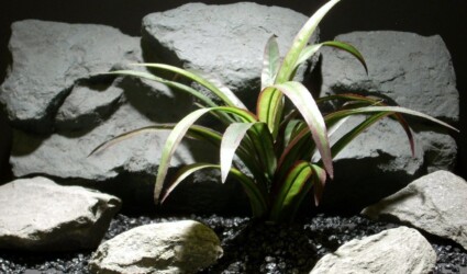 Design Portfolio Reptile Plants & Succulents 90 silk reptile habitat plants cordy line spider sap412 silk ron beck designs