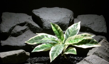 Design Portfolio Reptile Plants & Succulents 91 silk reptile habitat plants croton leaf bush sarp021 silk ron beck designs